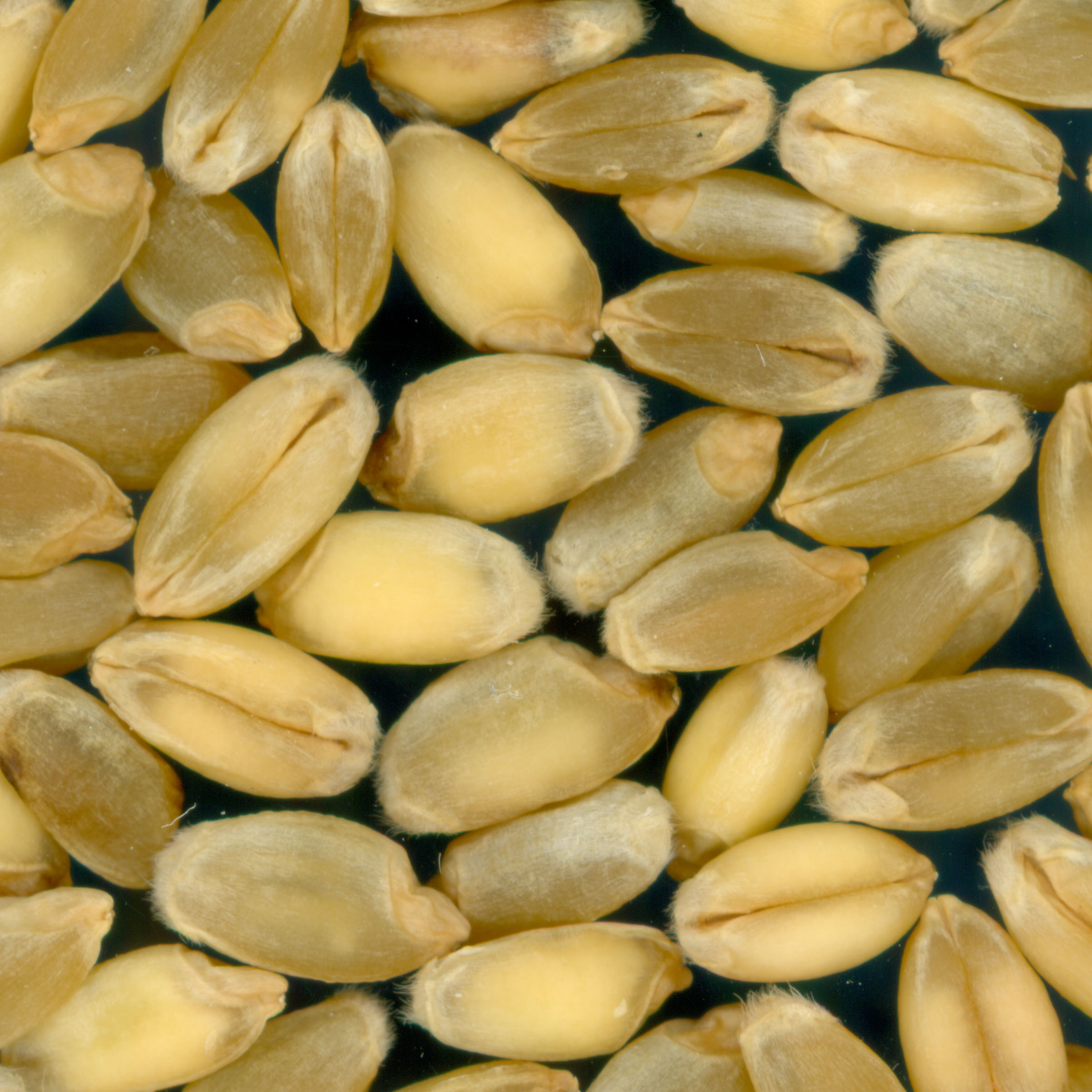 Click for 1 image(s) for this accession. KERNELS